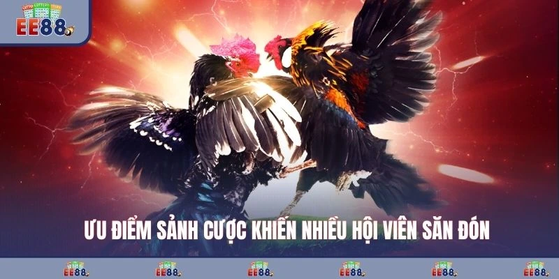 Ưu điểm sảnh cược khiến nhiều hội viên săn đón